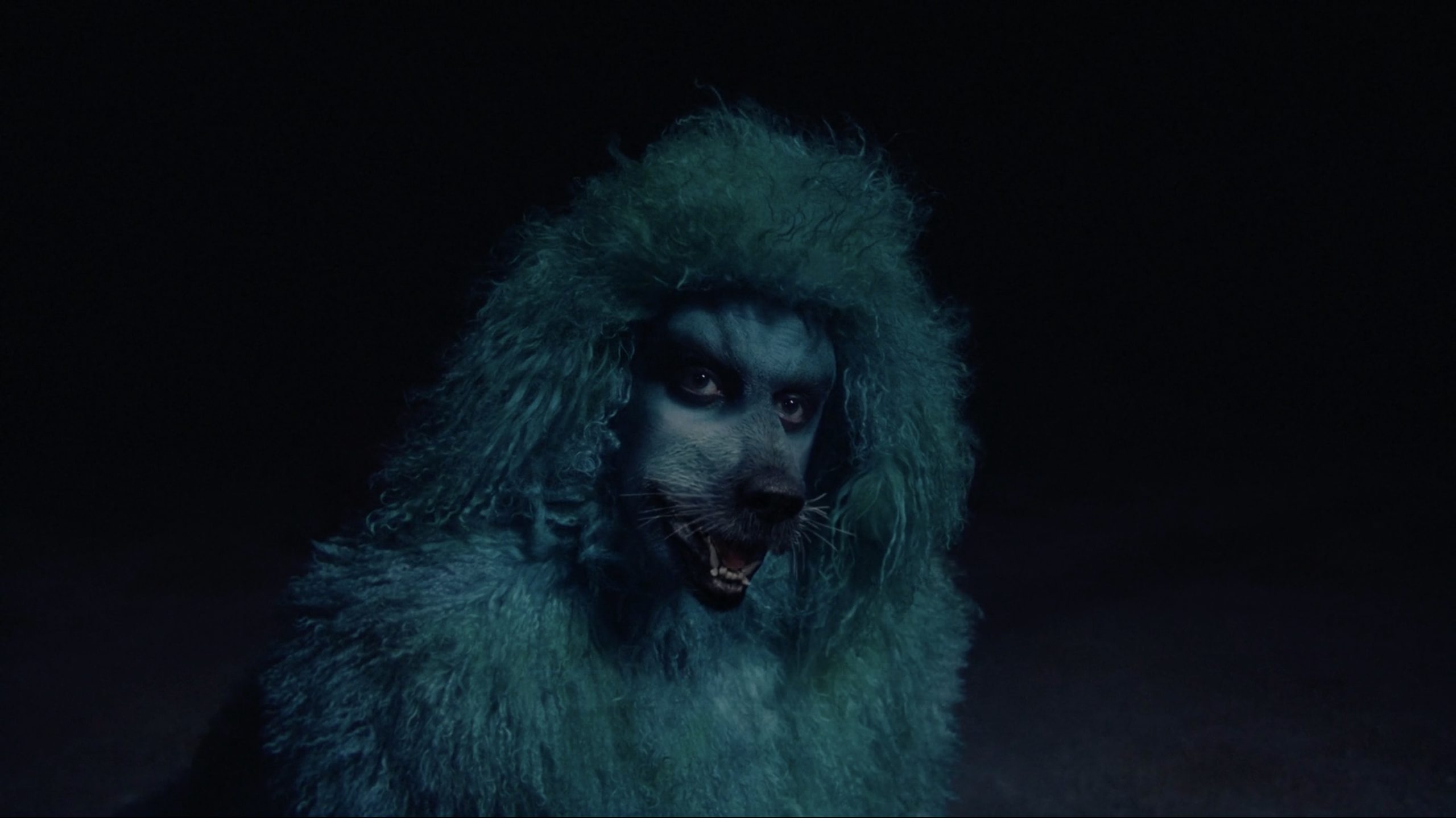 Intuit Quickbooks – Dogs